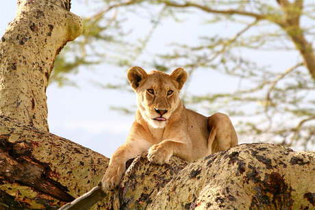 Leeuwin Serengeti