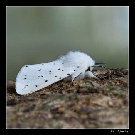 Witte tijger