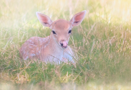 Bambi