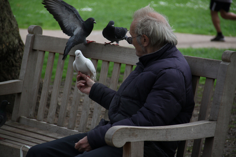 Feeding doves