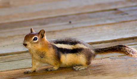 Chipmunk