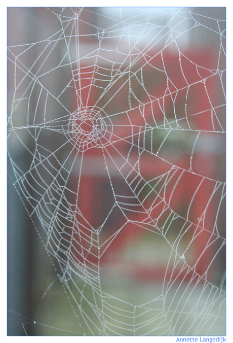 Spinneweb