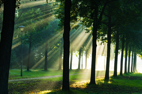 Het regent zonnestralen