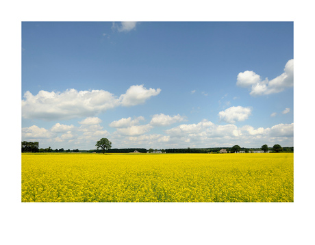 Zomers geel