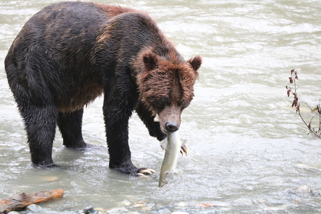 Grizzly Beer die zalm vangt