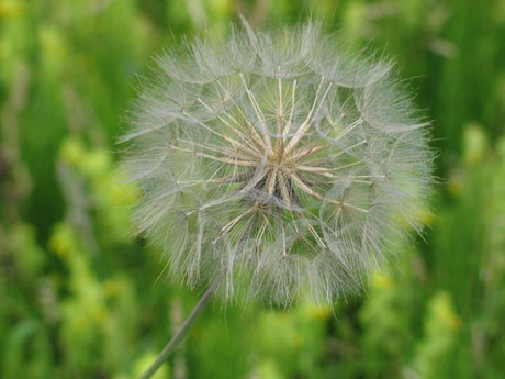 Paardenbloem Bol