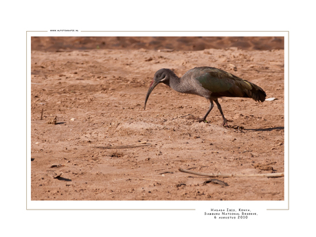 Hadada Ibis, Kenia