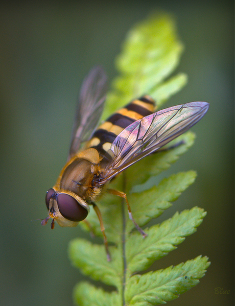 Zweefvliegje
