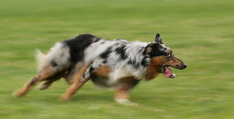 Bordercollie Ace in actie met schapendrijven