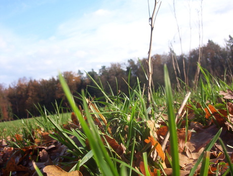 Grassprietjes