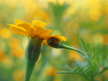 kleurrijk bokeh