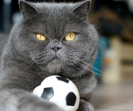 Soccer Chica