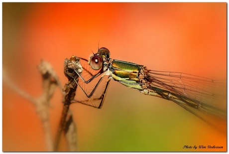 Houtpantserjuffer - Lestes viridis