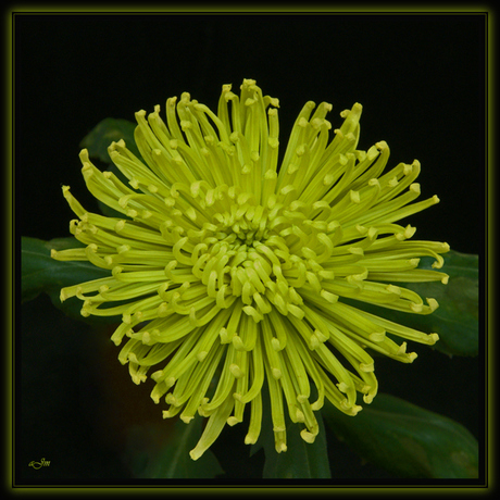 Chrysant