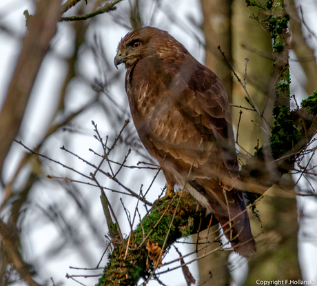 Uit de hand 600 mm