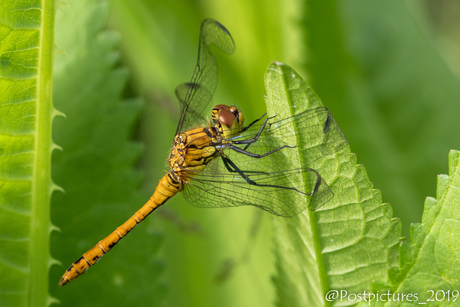 Bloedrode heidelibel