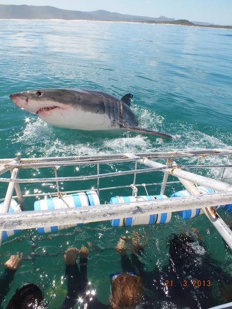 Shark Cage Diving