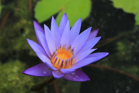 Prachtige Thaïse lotus