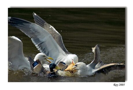 Geef ons heden ons dagelijks brood......