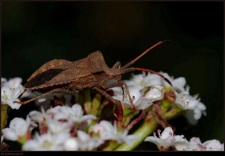 De nectar opzuigende zuringwants.