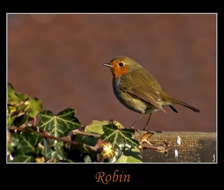 Robin.