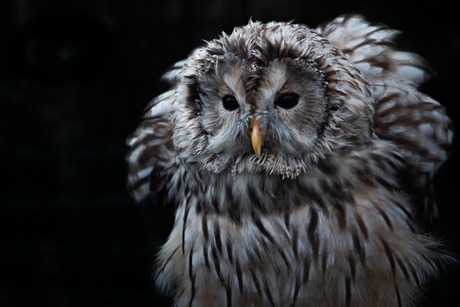 Owl in the night