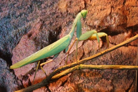 sphodromantis lineola