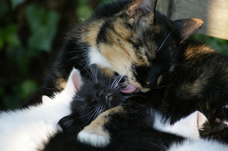 Teder moment tussen moederpoes en kitten