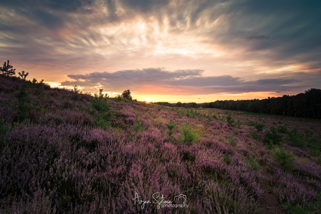 Bloeiende heide op de Valenberg