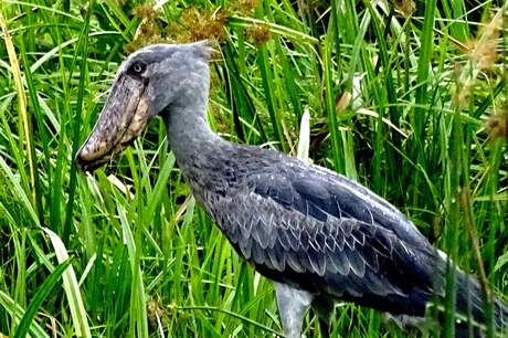 Schoenbekooievaar