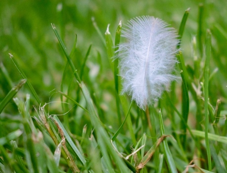 Veertje in het gras