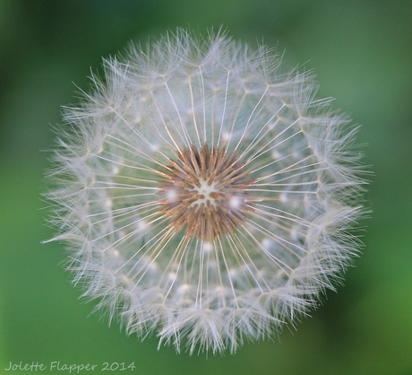 Paardenbloem