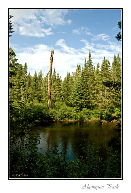 Algonquin Park I