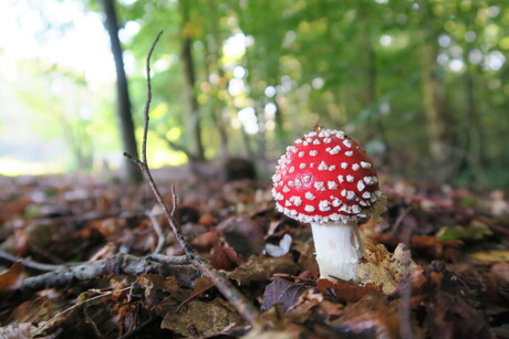 Rood met witte stippen