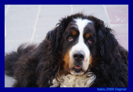 balou de zeehond