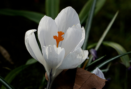 Crocus