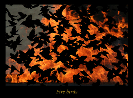 Fire birds