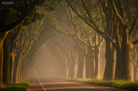 Dijk in de mist