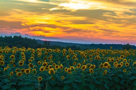 Sunflowers @ Sundown