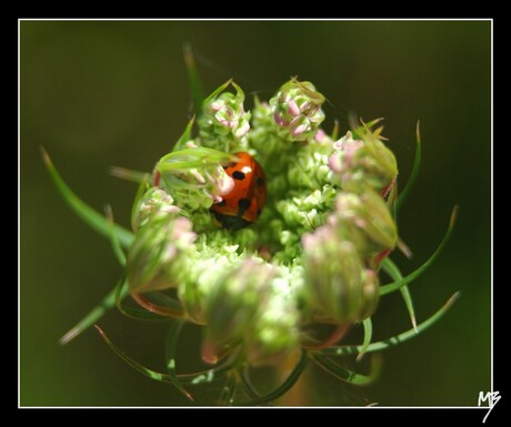 Lieveheersbeestje op bloem