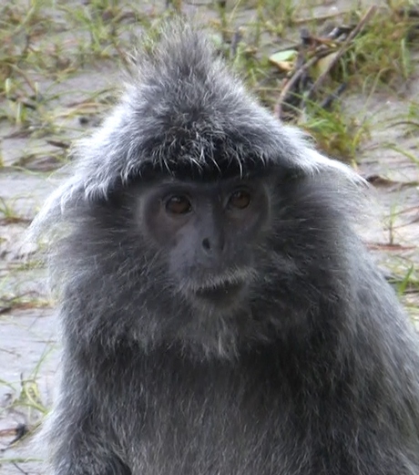 2009 Borneo mutslangoer (aap).jpg