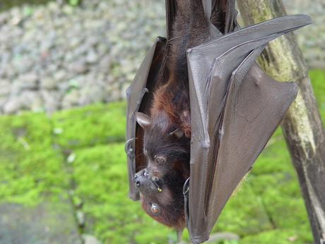 Vliegende hond met baby