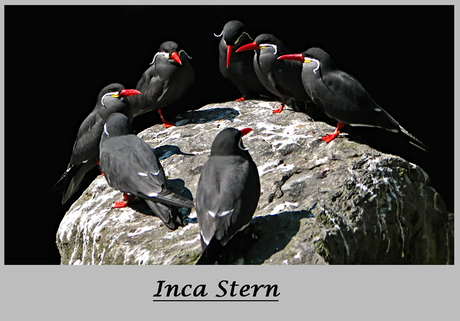 Inca Stern 2