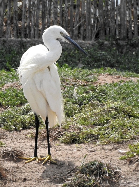 Kleine zilverreiger.