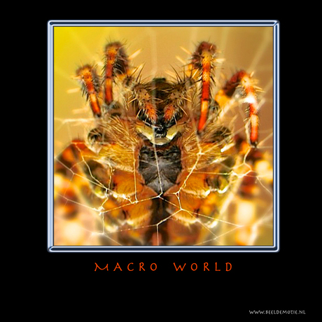 MACRO WORLD IV