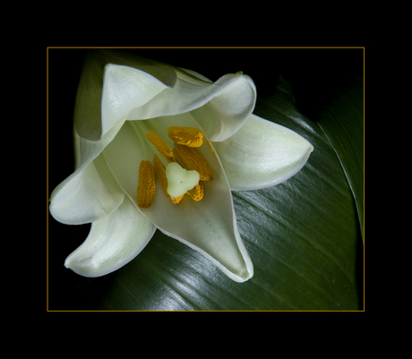 White Flower