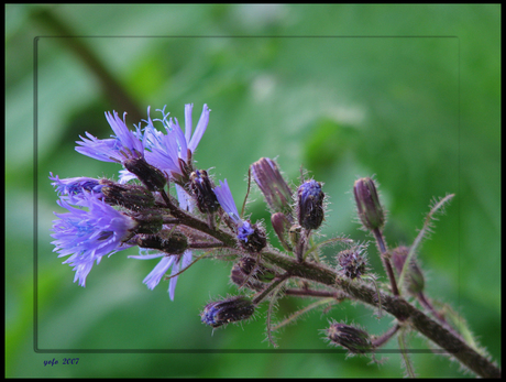 lavendel in de alpen