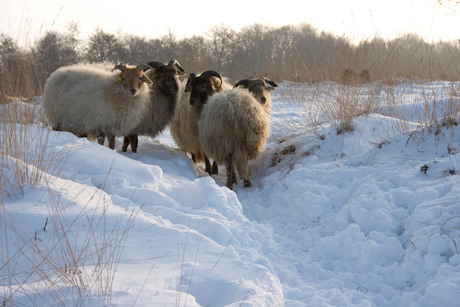 schapen in de sneeuw op de heide