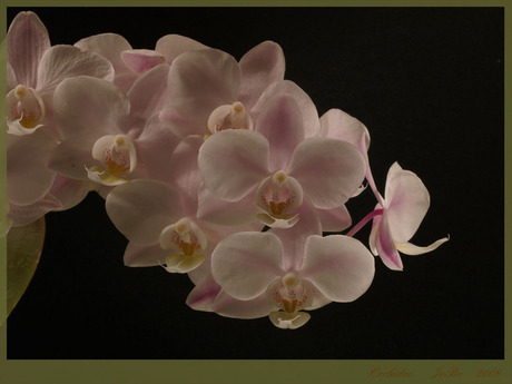 Orchidee +