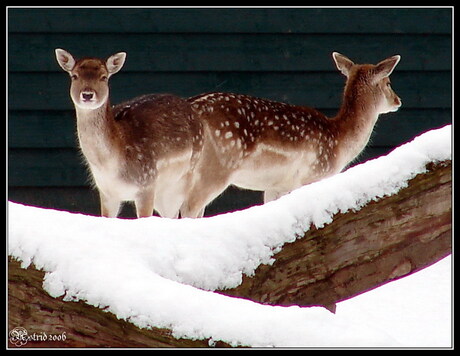 Hertjes in de sneeuw